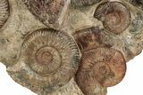 Tall, Jurassic Ammonite (Hammatoceras) Display - France #227081-4